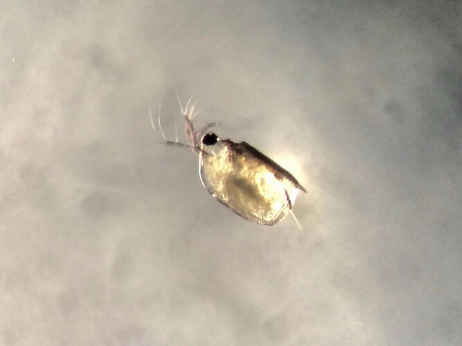 plankton_yamanashi_06.jpeg