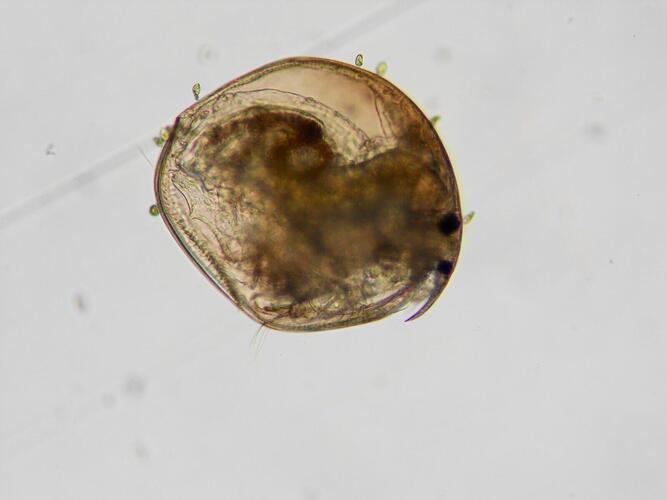 plankton_yamanashi_07.jpg