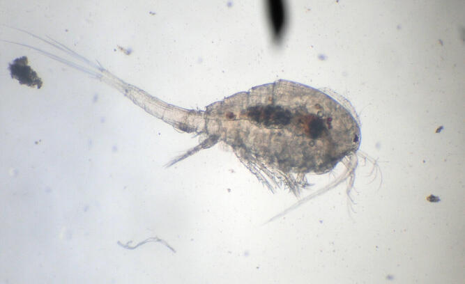 plankton_yamanashi_08.jpeg