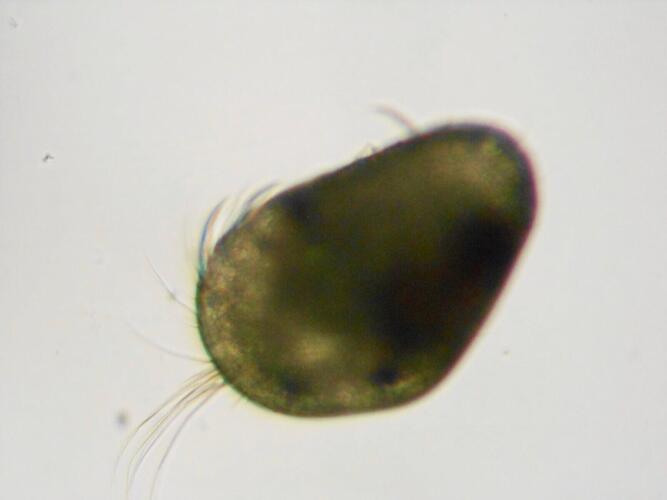 plankton_yamanashi_09.jpeg