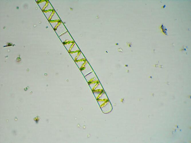 plankton_yamanashi_10.jpeg