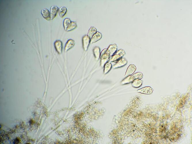 plankton_yamanashi_11.jpg
