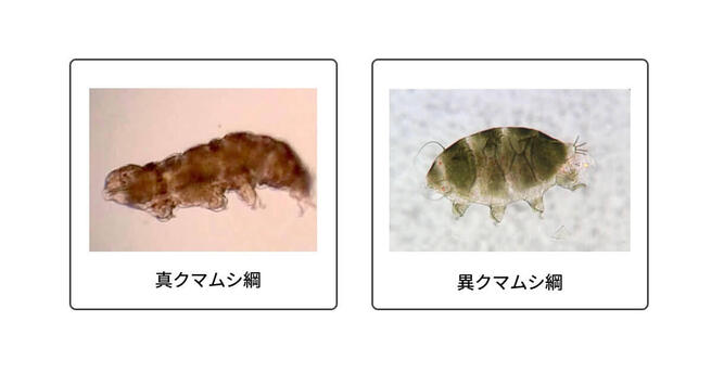 kumamushi_01.jpg