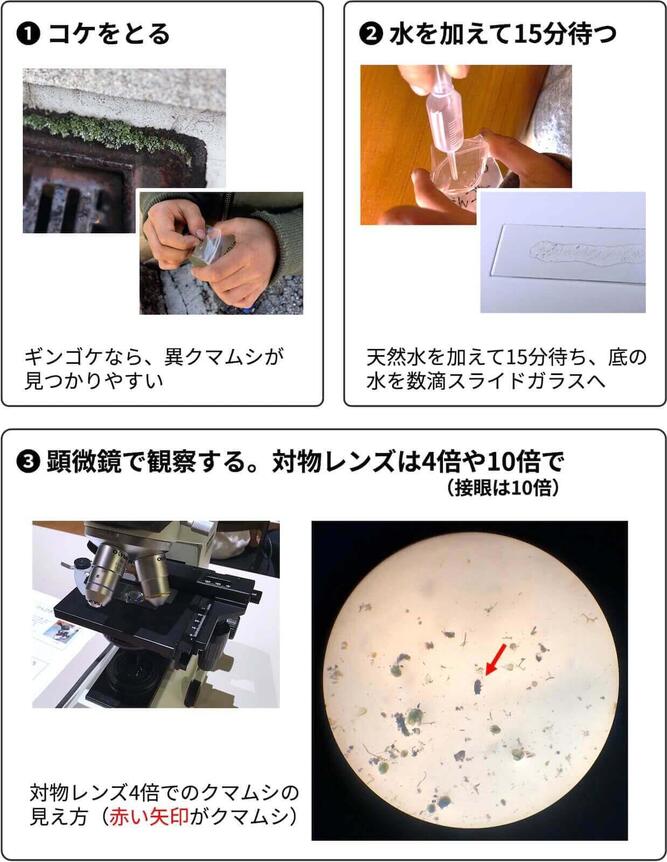 kumamushi_05.jpg