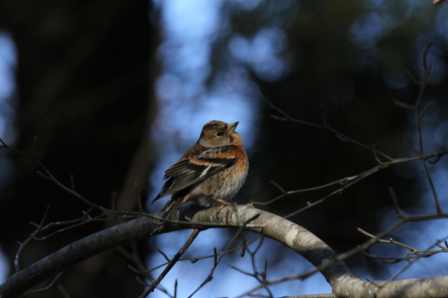 アトリ_山梨の野鳥