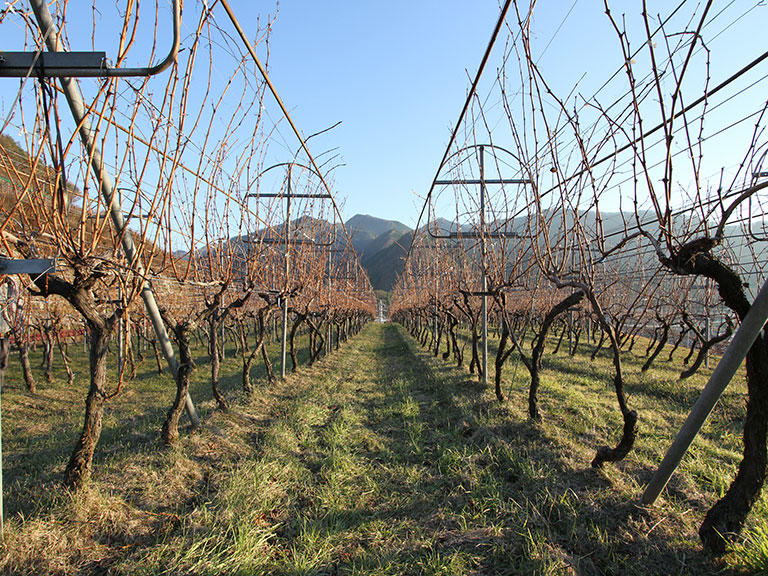 シャトレーゼ  勝沼ワイナリー (Feature of Chateraise Katsunuma winery)