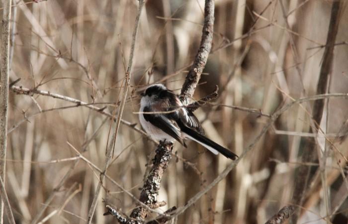 エナガ_山梨の野鳥