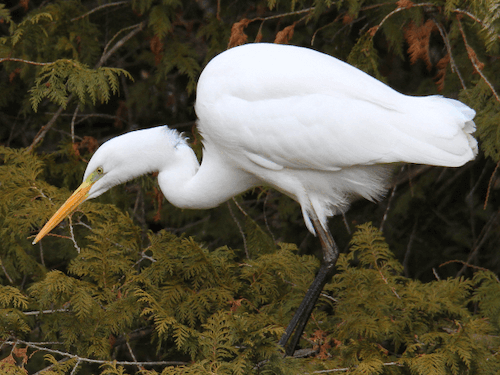 ダイサギ_山梨の野鳥