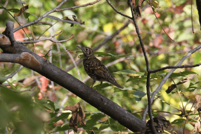 トラツグミ_山梨の野鳥