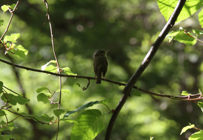 エゾムシクイ_山梨の野鳥