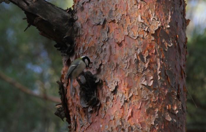 シジュウカラ_山梨の野鳥