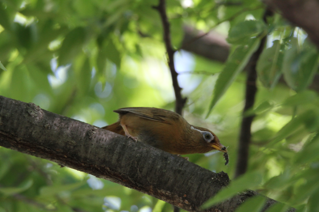 山梨の野鳥 Vol 16 Wild Birds Of Yamanashi 自然 Nature ふじのーと