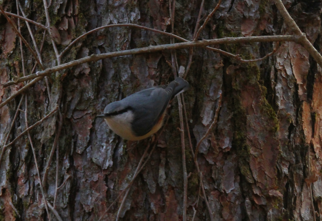 ゴジュウカラ_山梨の野鳥