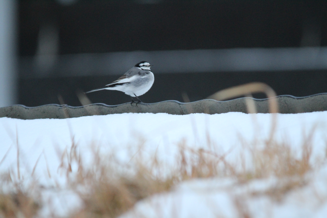 ハクセキレイ_山梨の野鳥