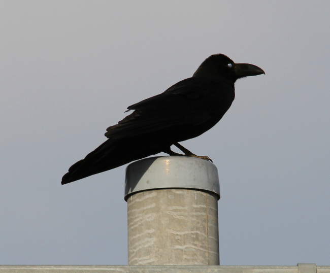 カラス_山梨の野鳥