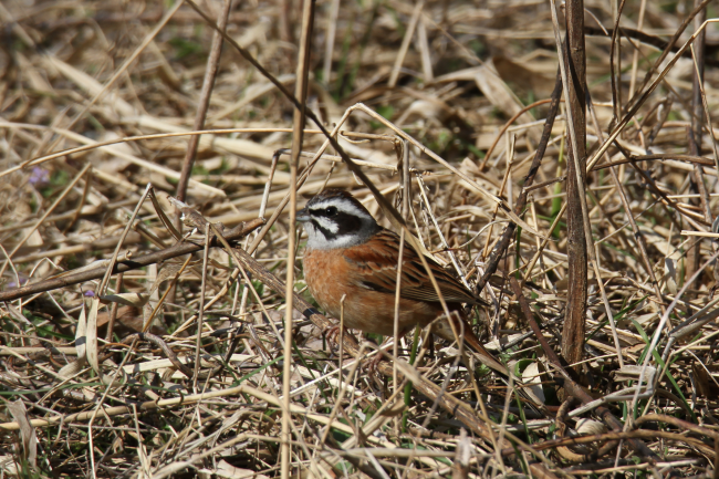 ホオジロ_山梨の野鳥