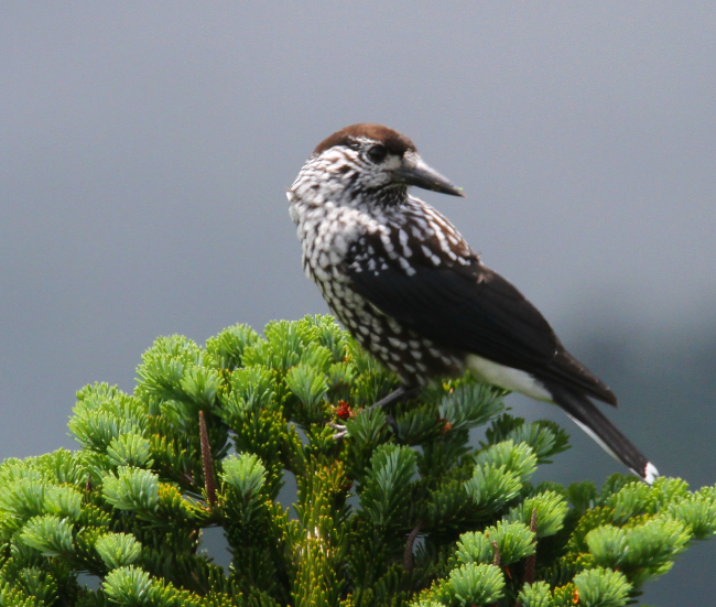 ホシガラス_山梨の野鳥