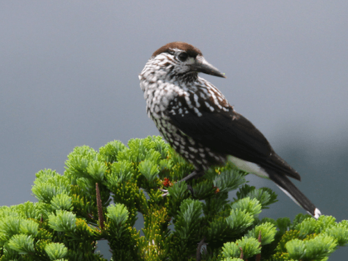 山梨の野鳥　Vol.17（Wild birds of Yamanashi）