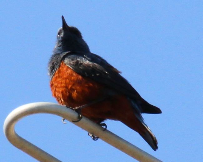 イソヒヨドリ_山梨の野鳥