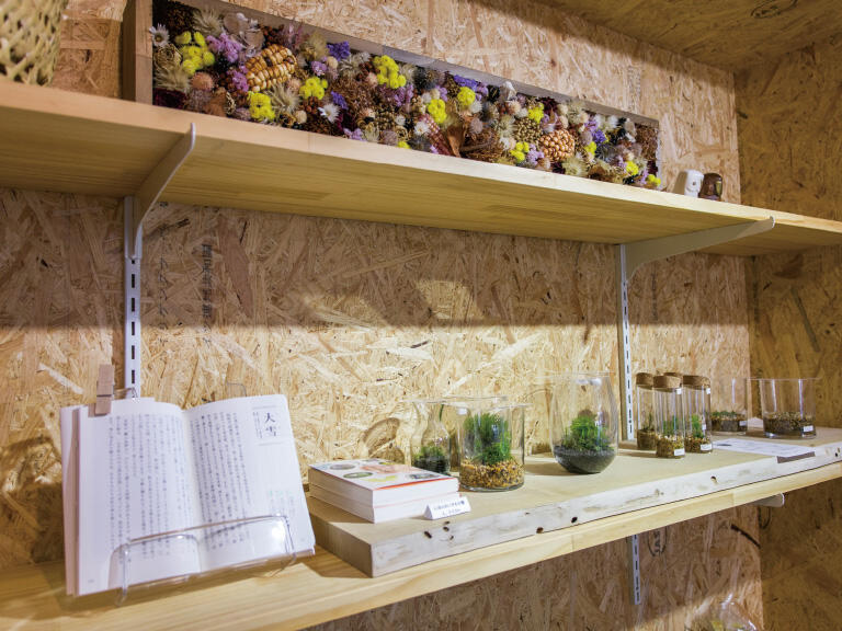 かげろう珈琲 身近な植物の展示