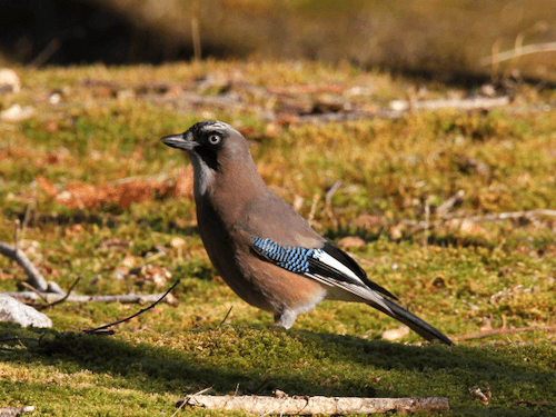 カケス_山梨の野鳥