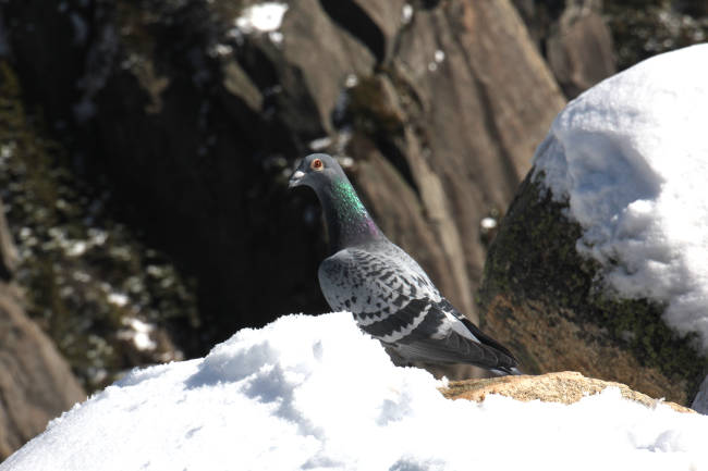 カワラバト（ドバト）_山梨の野鳥