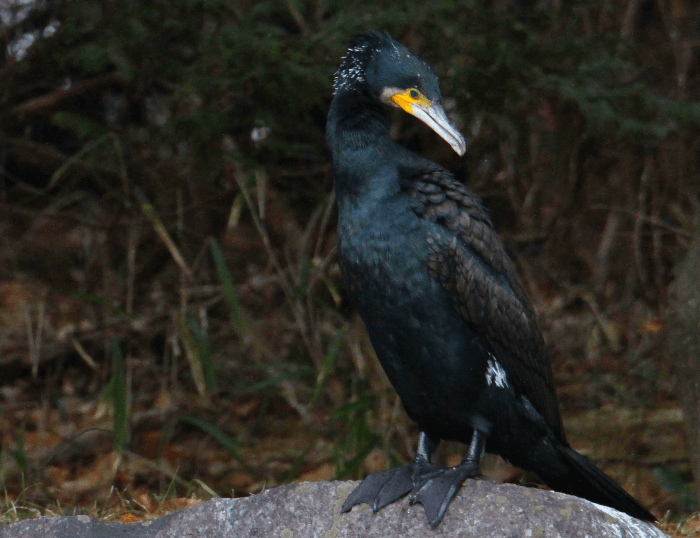 カワウ_山梨の野鳥