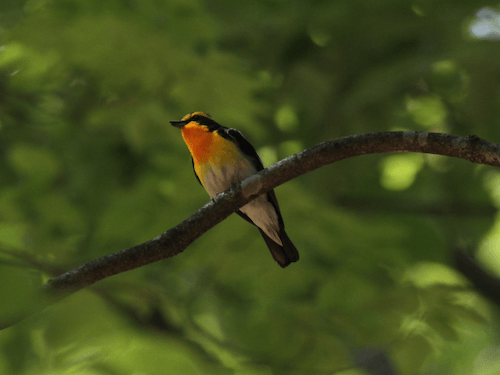 キビタキ_山梨の野鳥