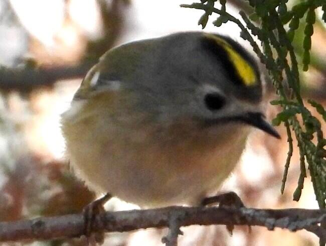 日本一小さな鳥「キクイタダキ」の大きな魅力