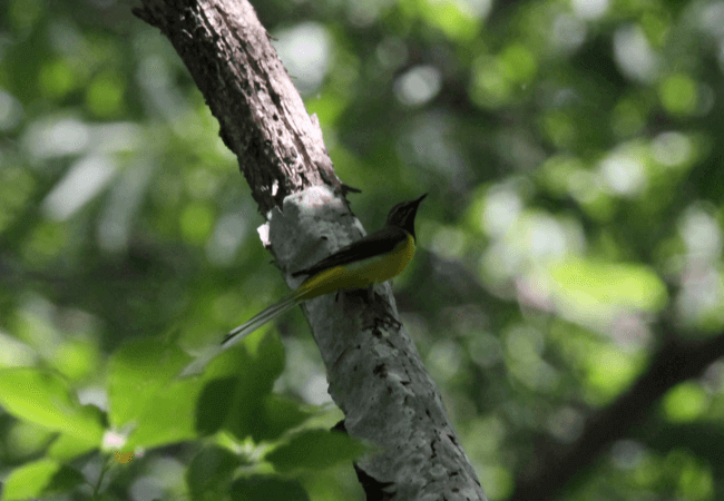 山梨の野鳥　Vol.4（Wild birds of Yamanashi）