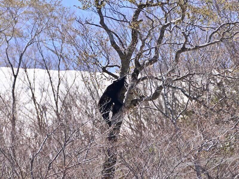 クマは増えてる？熊の出没、ツキノワグマとヒグマの今。
