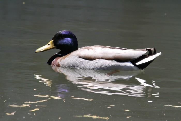 マガモ_山梨の野鳥