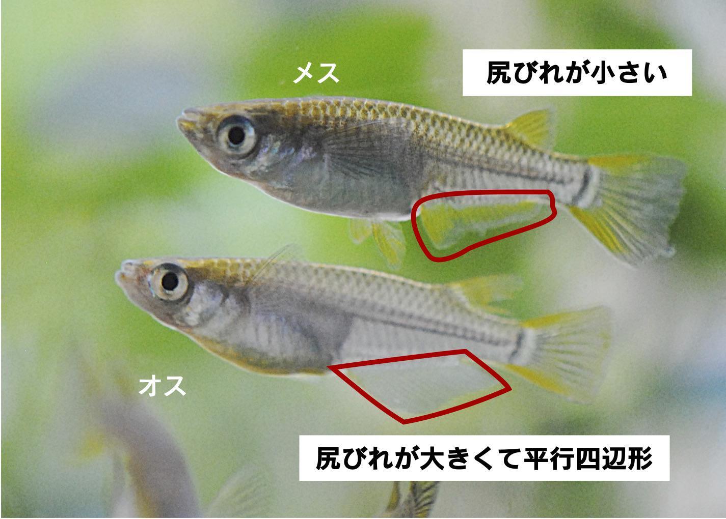 メダカのオスとメスの区別