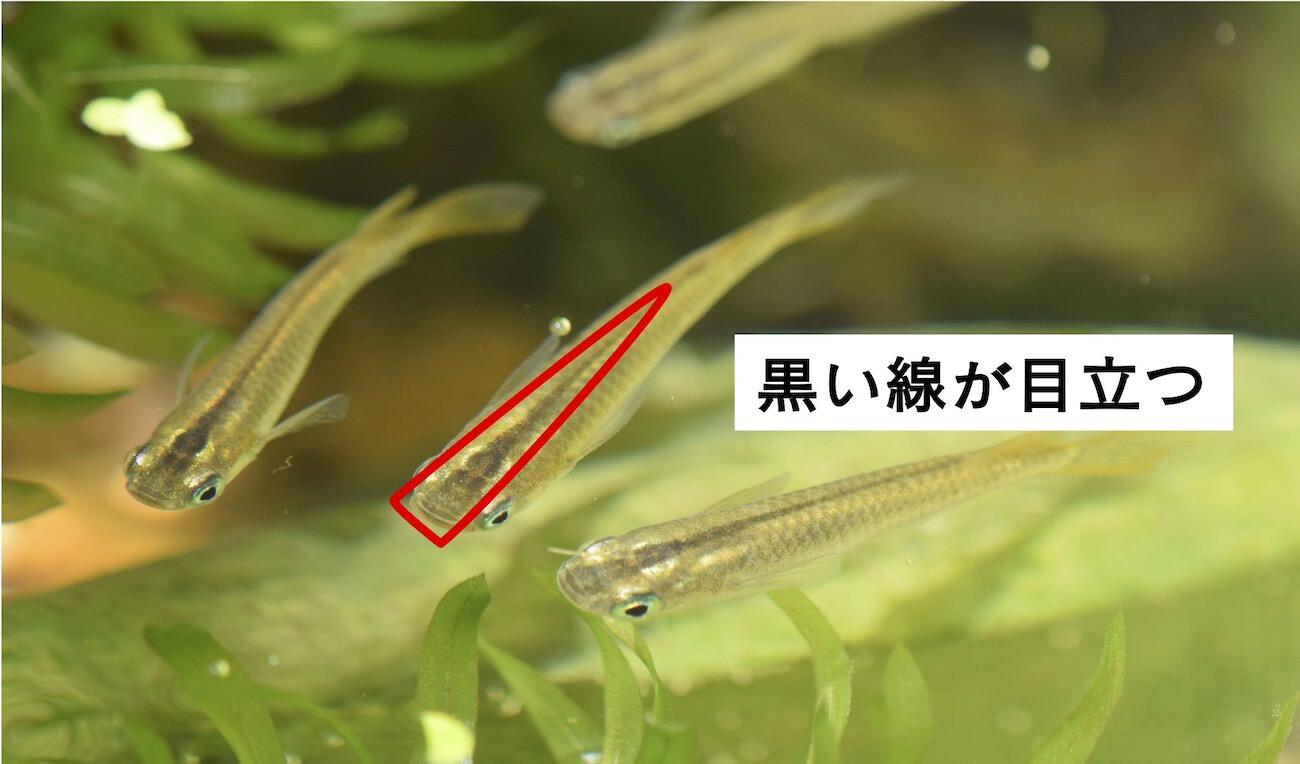 野生のメダカの見分け方