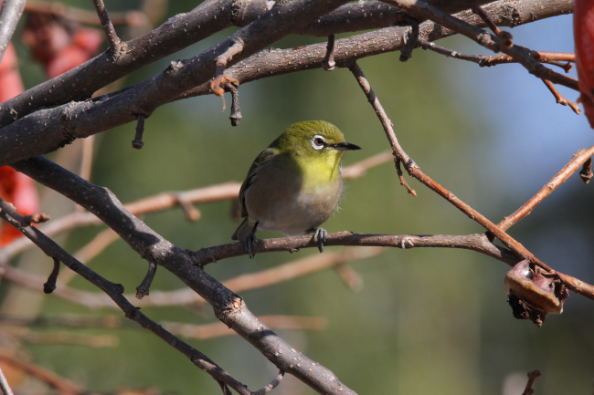 メジロ_山梨の野鳥