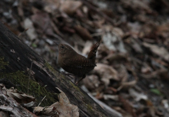 ミソサザイ_山梨の野鳥