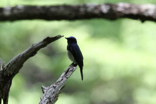 オオルリ_山梨の野鳥