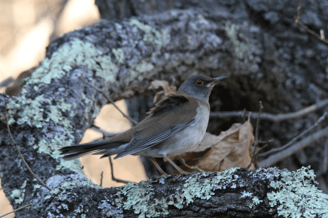 シロハラ_山梨の野鳥