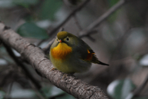 山梨の野鳥　Vol.6（Wild birds of Yamanashi）