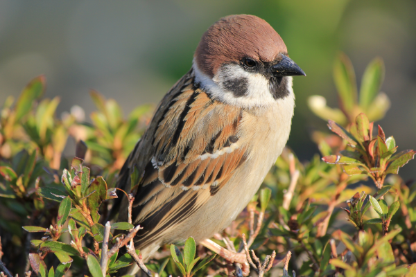 スズメ_山梨の野鳥