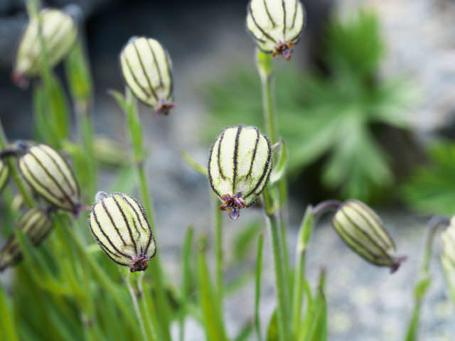 絶滅危惧種の鳥、昆虫、植物〜色鮮やかな虫から宝石のような花まで