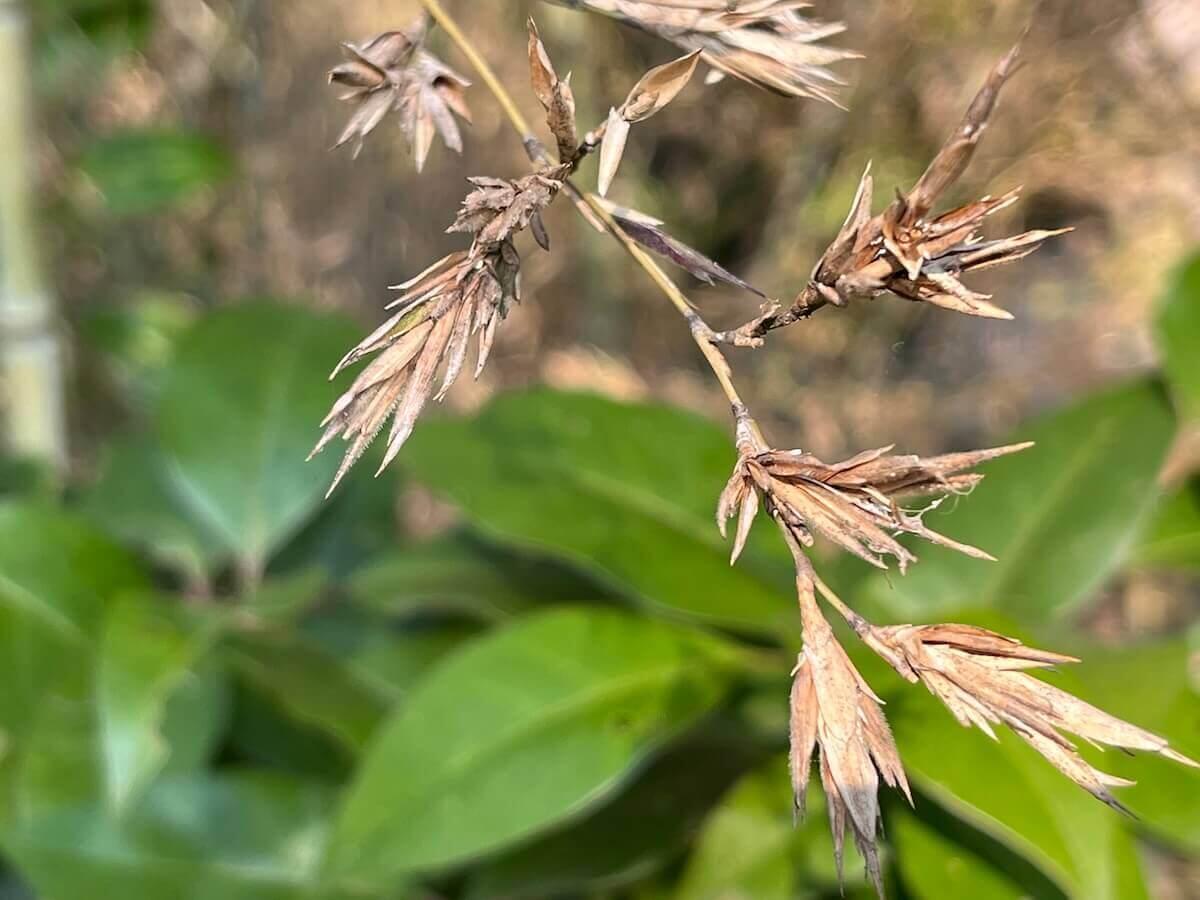 ⽵の花が咲き始めた〜120年ぶりに⽵が咲く。そのあと枯れるワケは？