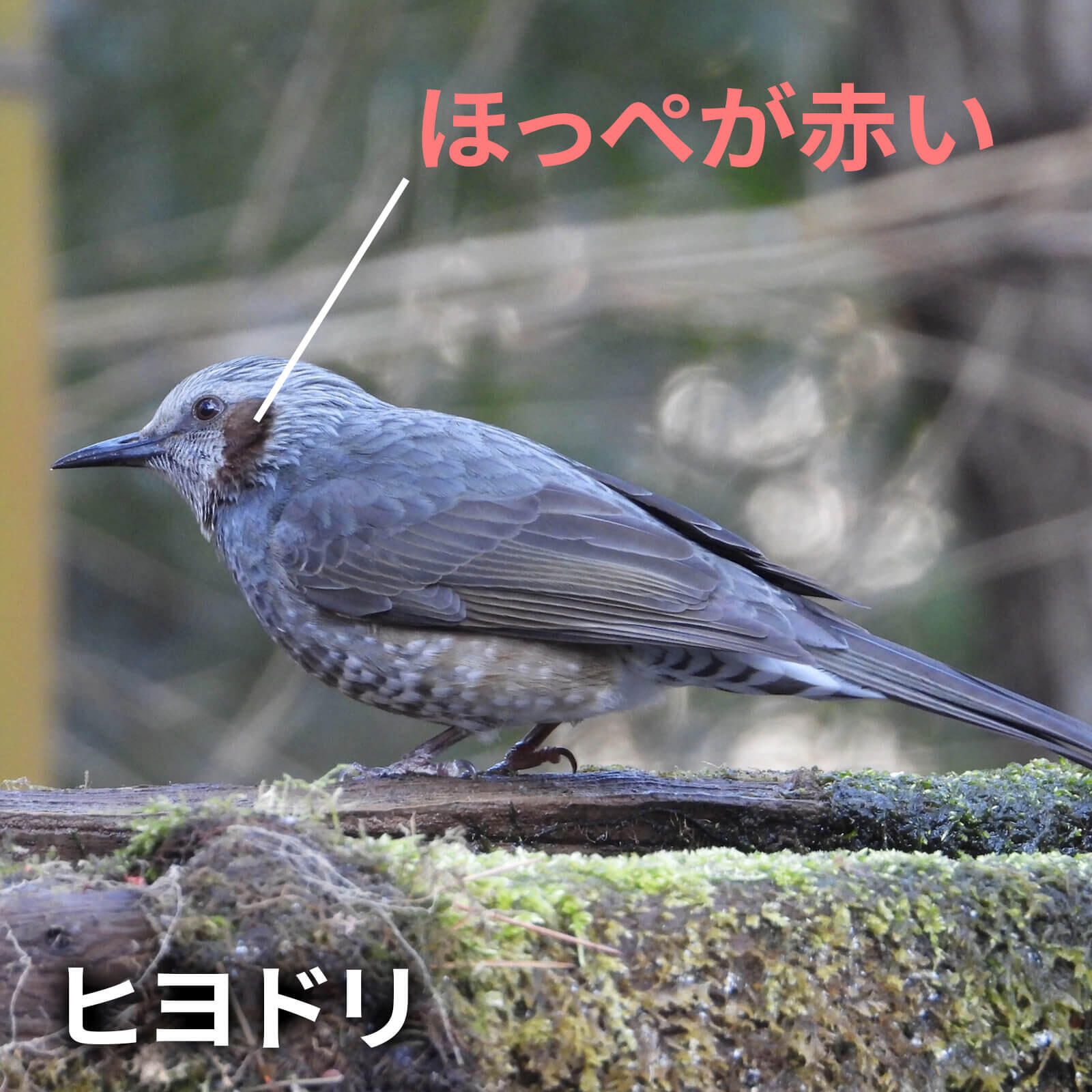 野鳥の見分け1