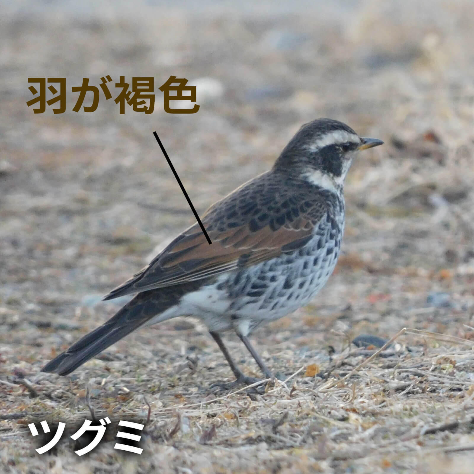 野鳥の見分け1