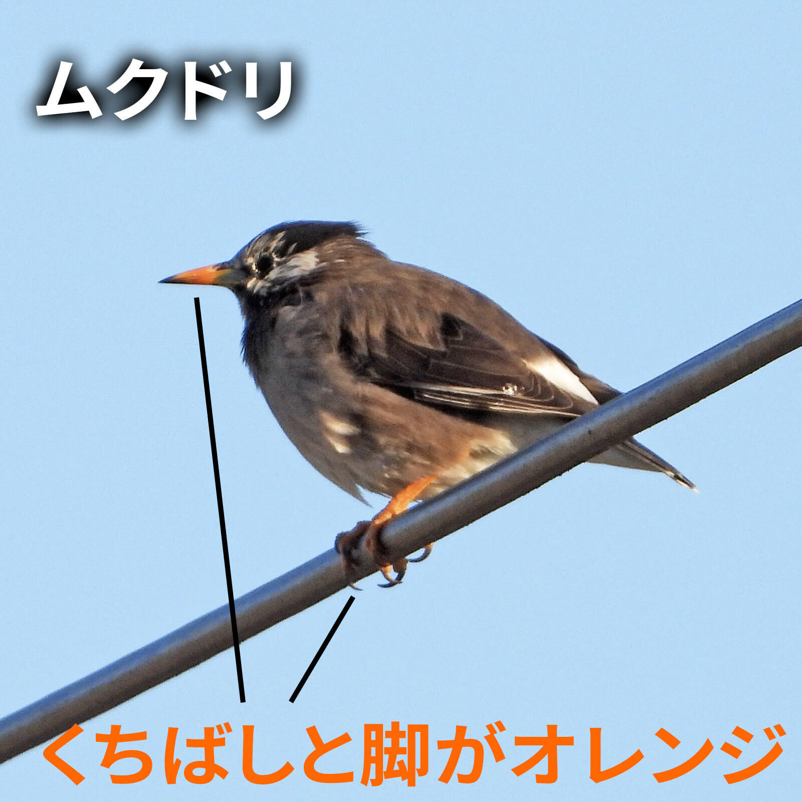 野鳥の見分け3