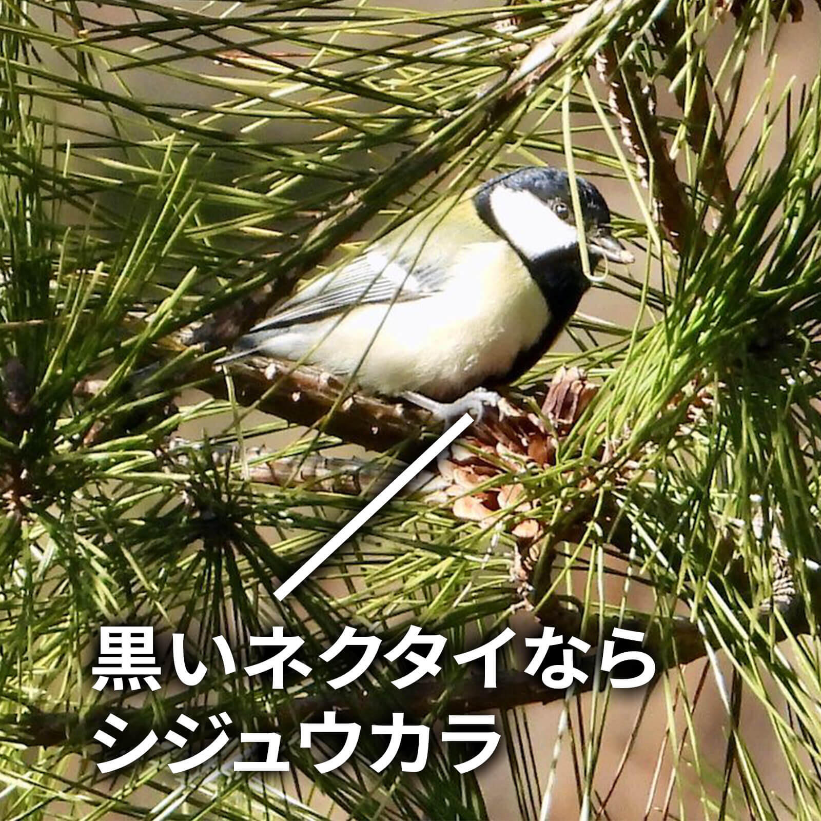 シジュウカラ