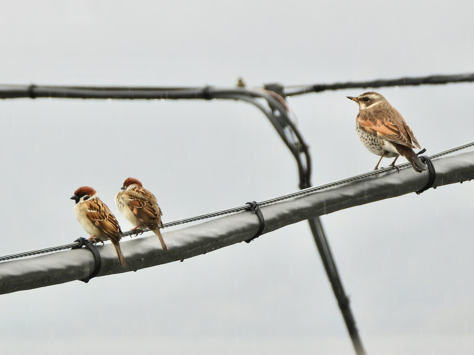 よく見かける鳥の見分け方