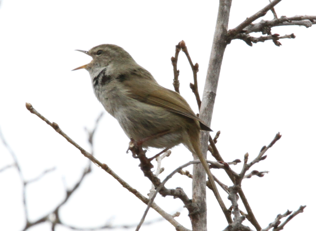 ウグイス_山梨の野鳥