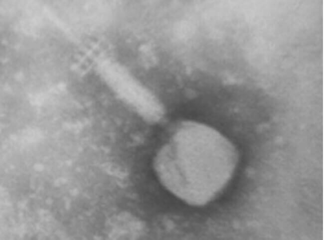 ウイルスって何？菌とどう違うの？進化に貢献？