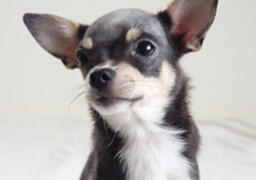 犬イメージ